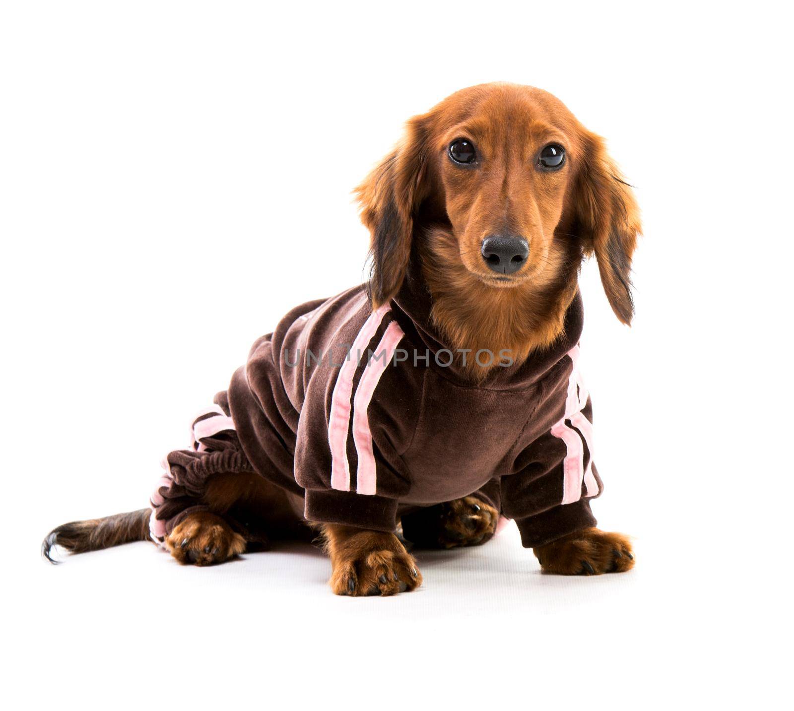 brown short hair puppy dachshund on white