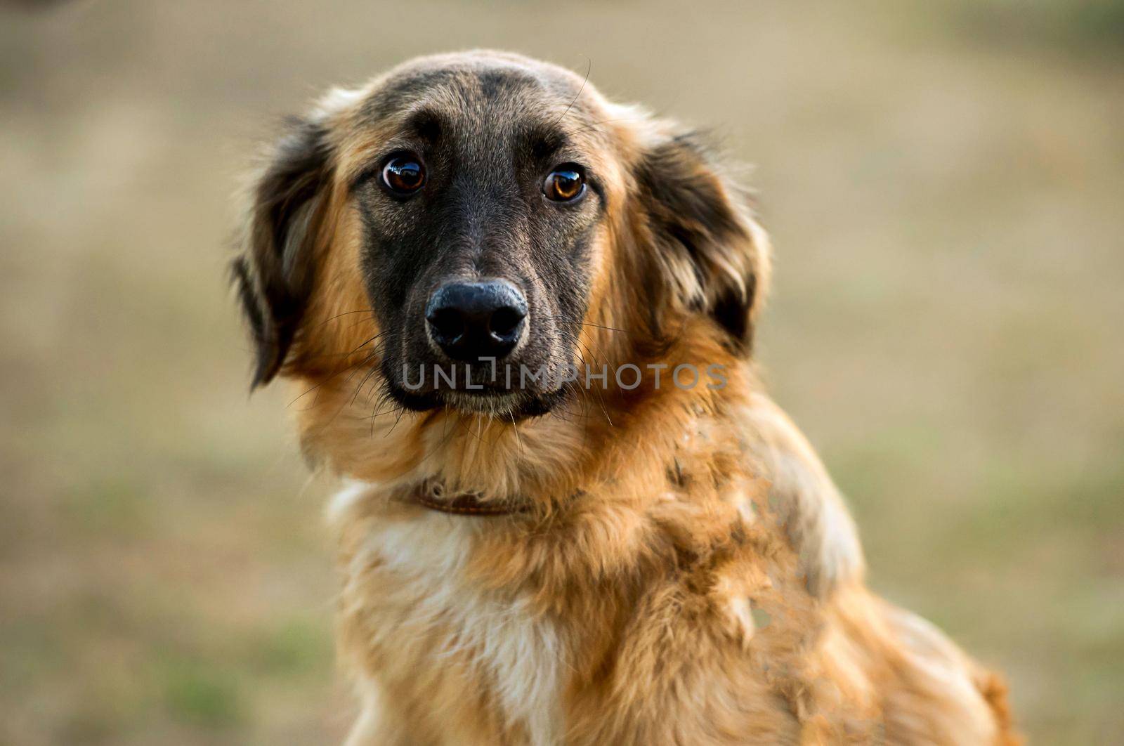 portrait of a mongrel dog close-up