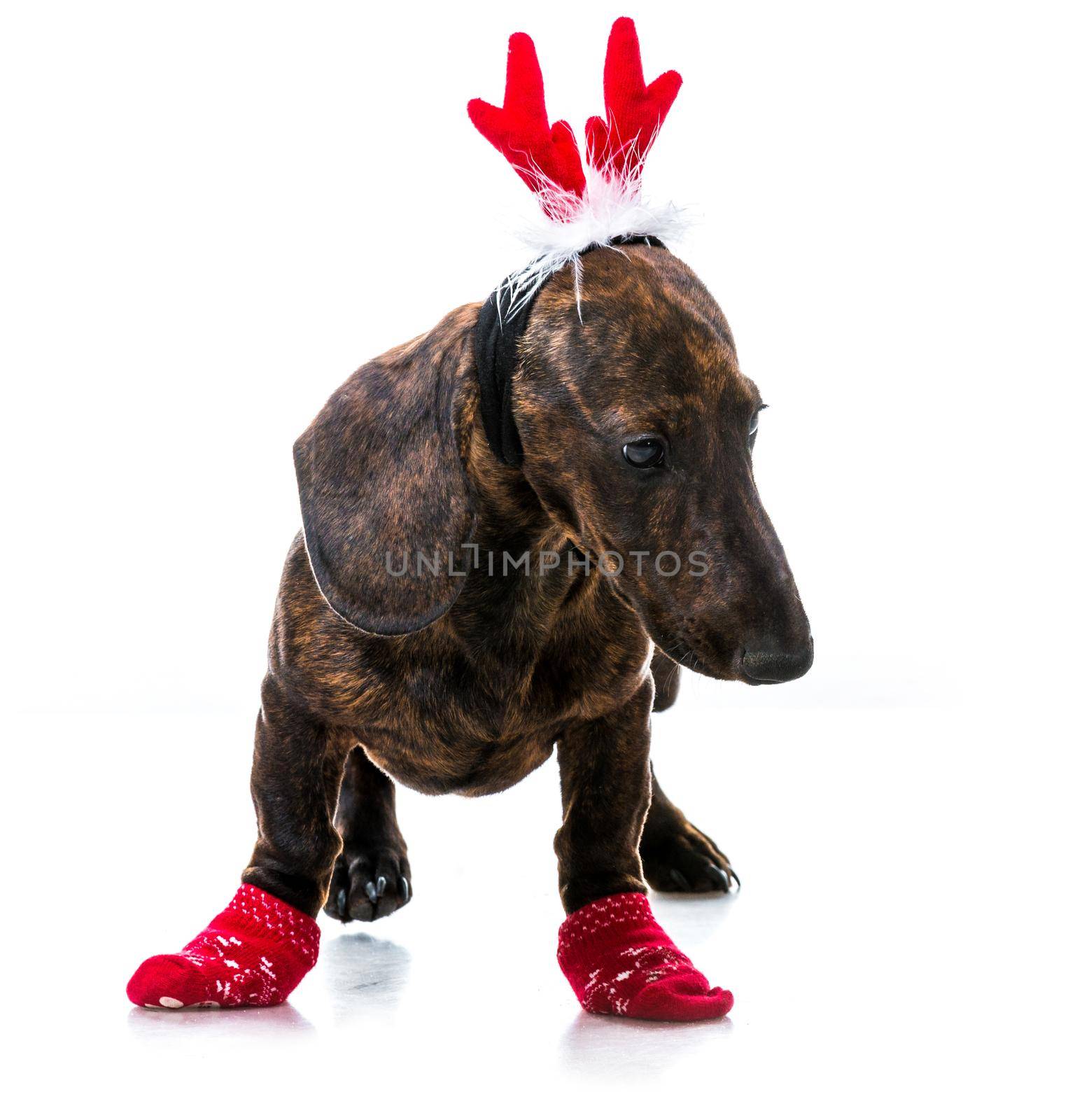 Dachshund in Santa costume on a white background isolated