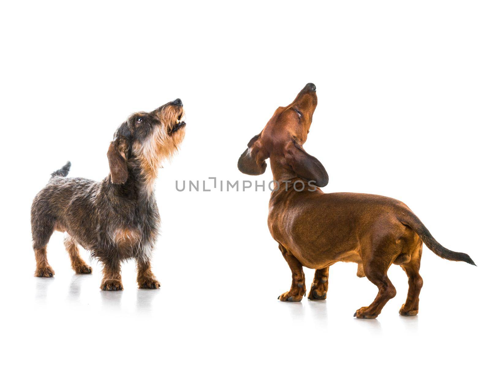 two dachshund dogs isolated on white background