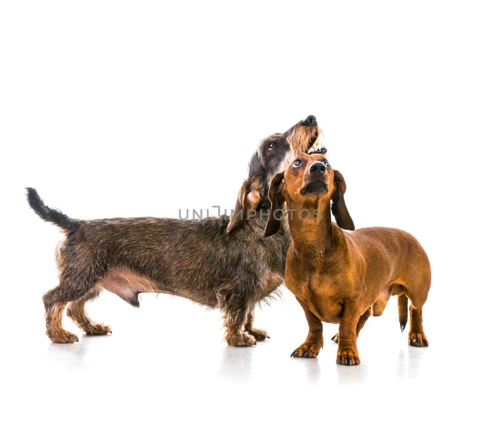 two dachshund dogs on white background