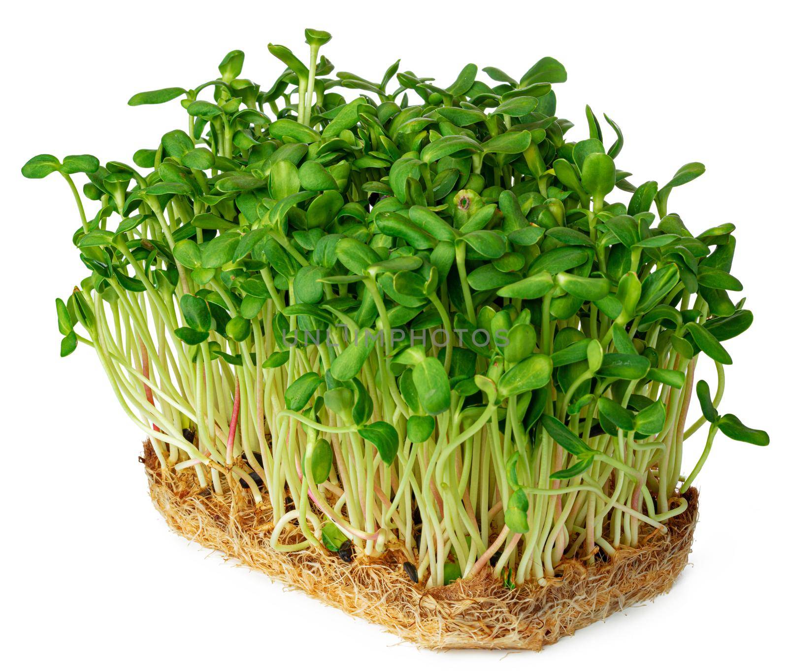 Micro green sprouts of borago or cucumber grass isolated on white background