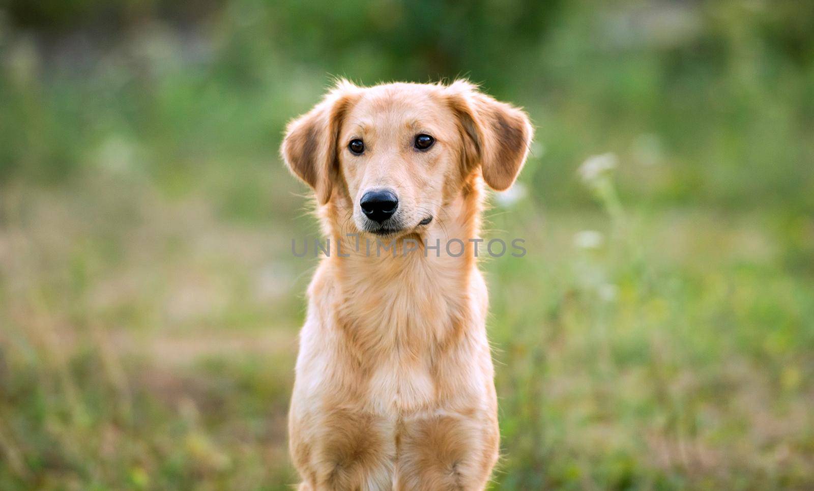 non-pedigree dog on the grass in a summer day