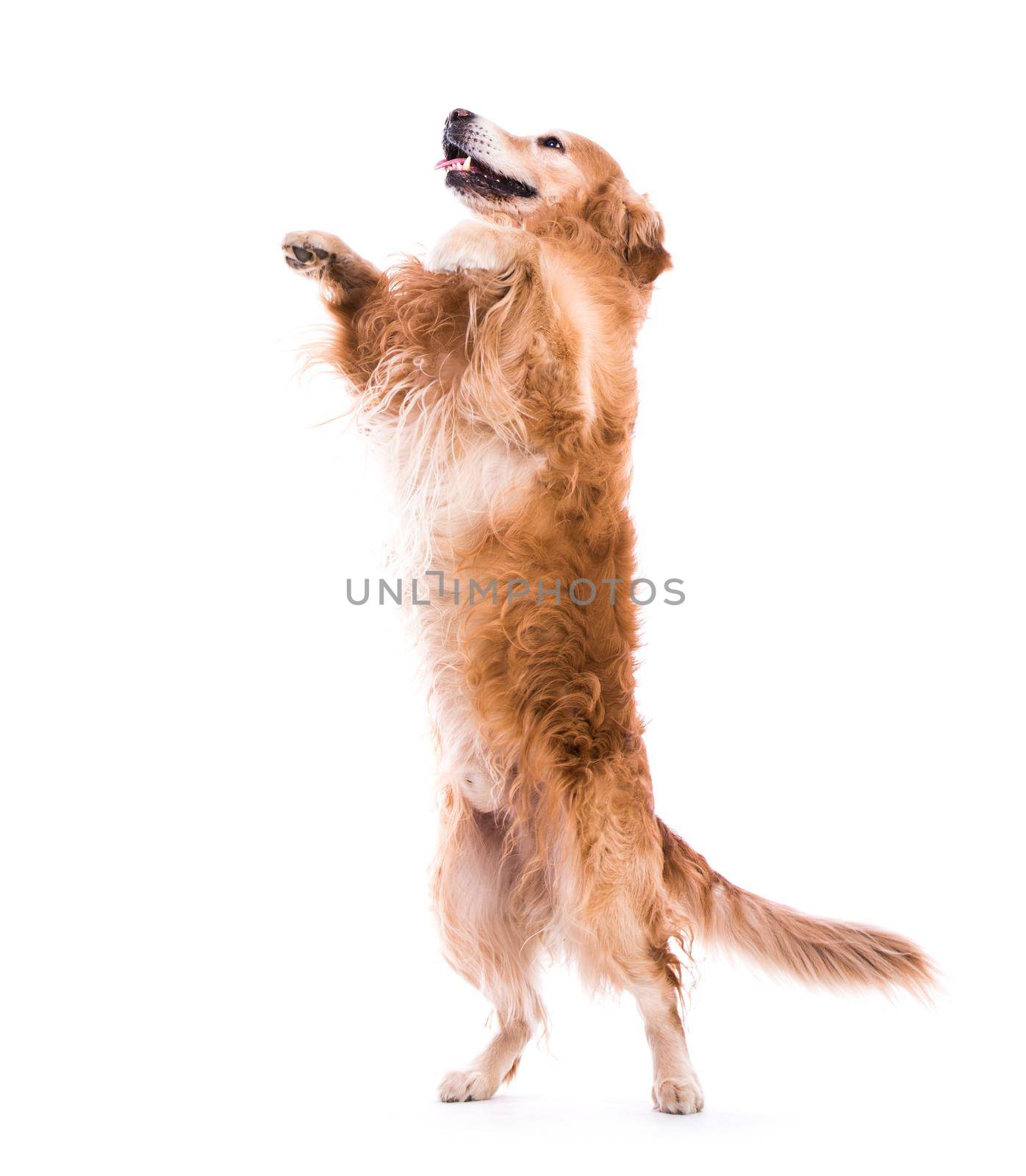 Cute dog jumping - over a white backgorund by tan4ikk1