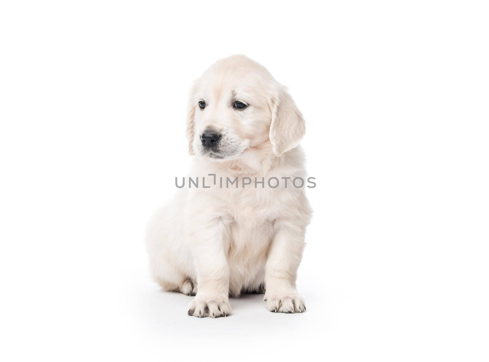 Cute little golden retriever puppy sitting isolated on white background