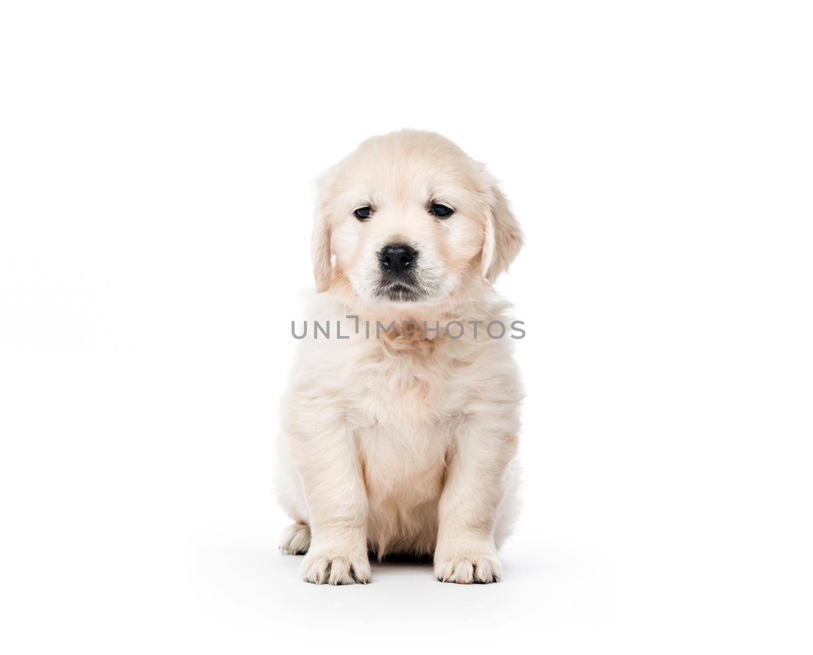 Cute little golden retriever puppy sitting isolated on white background