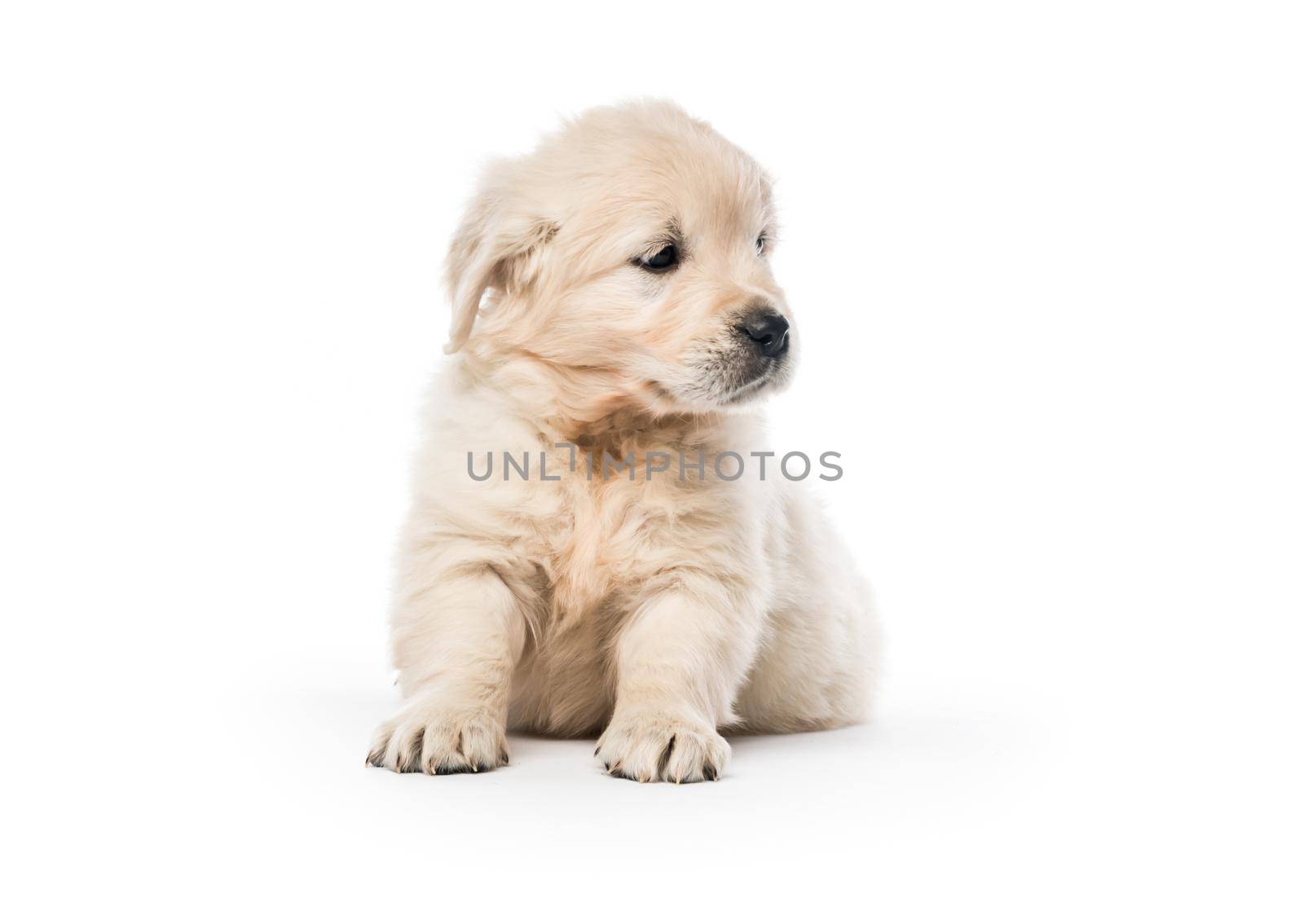 Cute little golden retriever puppy sitting isolated on white background