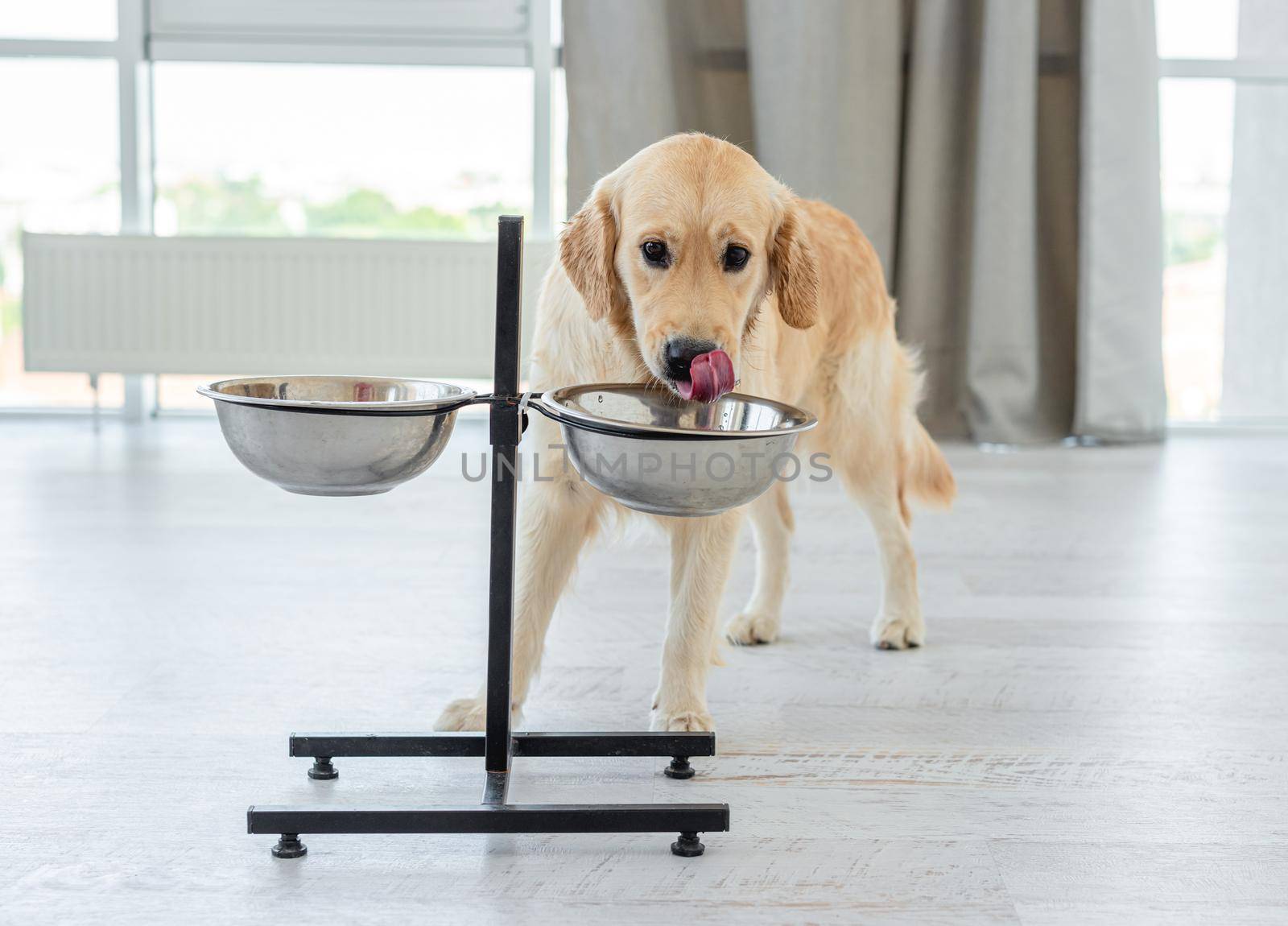 Golden retriever drinking from bowl indoors in light room