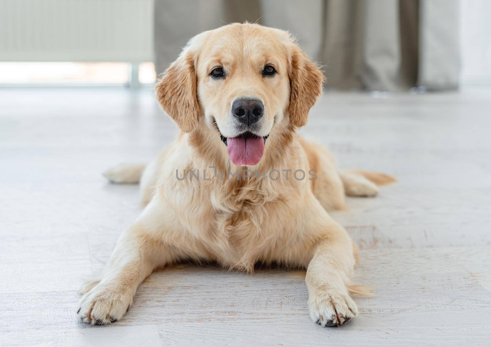 Golden retriever dog lying on light floor indoors