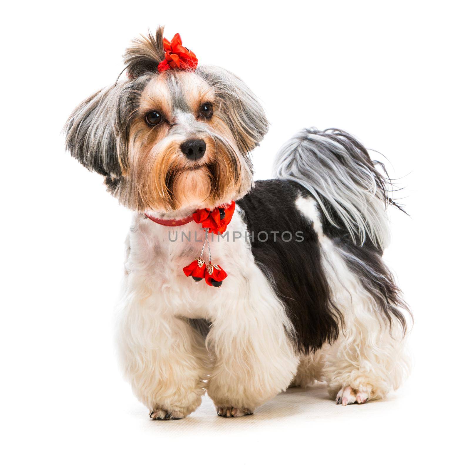 Lovely male of the Yorkshire Terrier isolated on white background