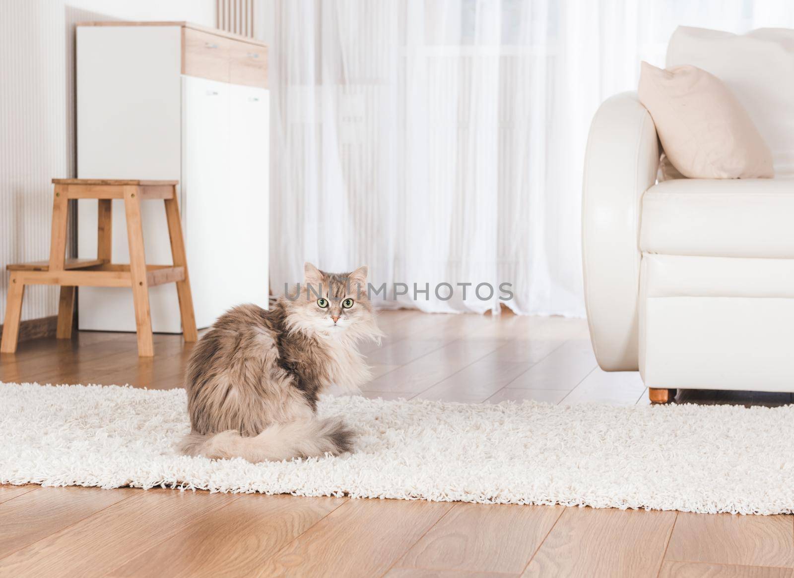 Cat lying on carpet by tan4ikk1