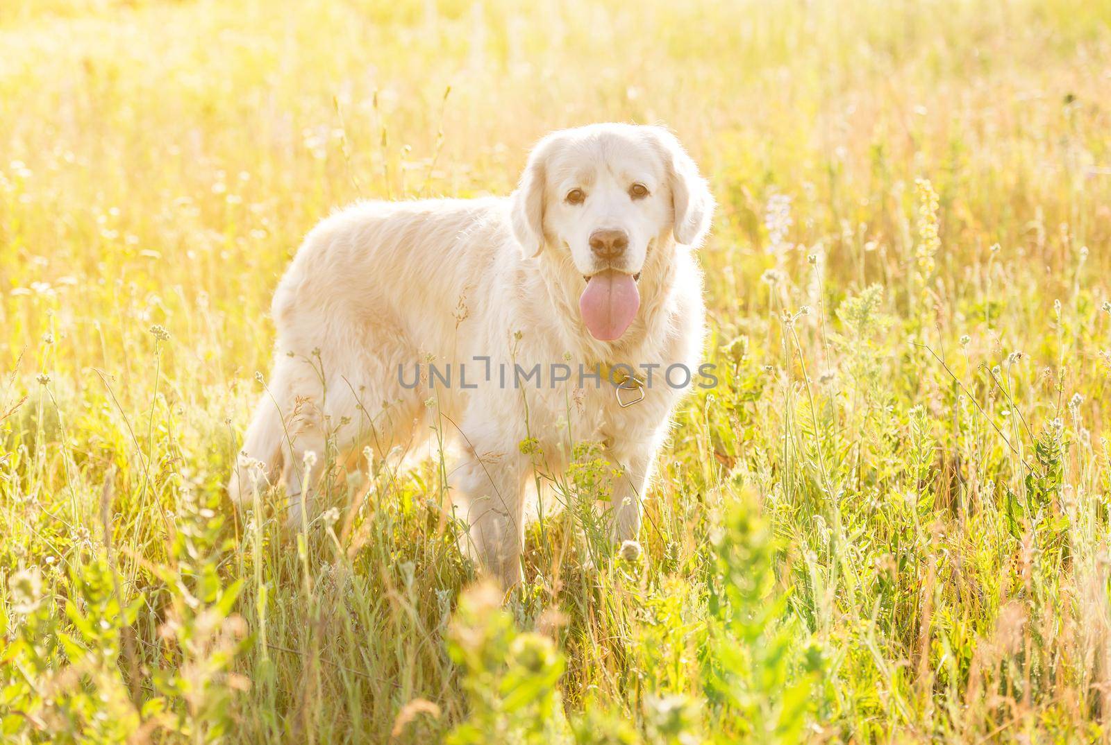 golden retriever meadow by tan4ikk1