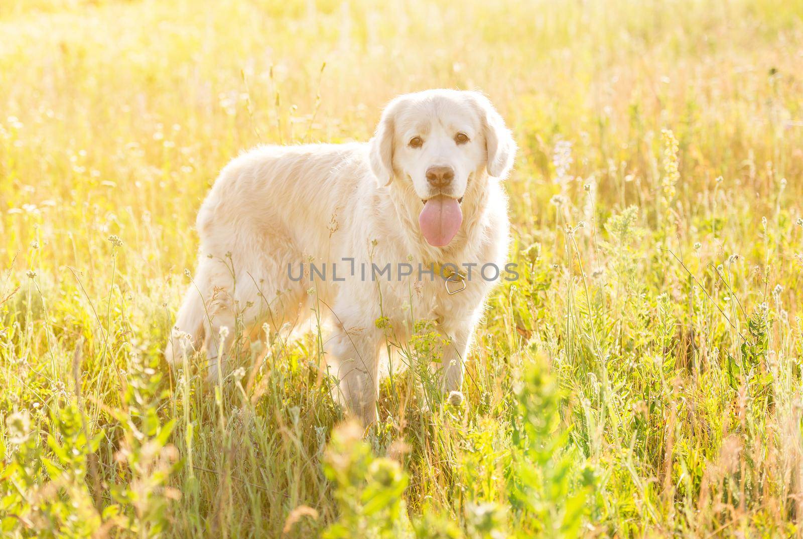 golden retriever walking in a meadow on a sunny day