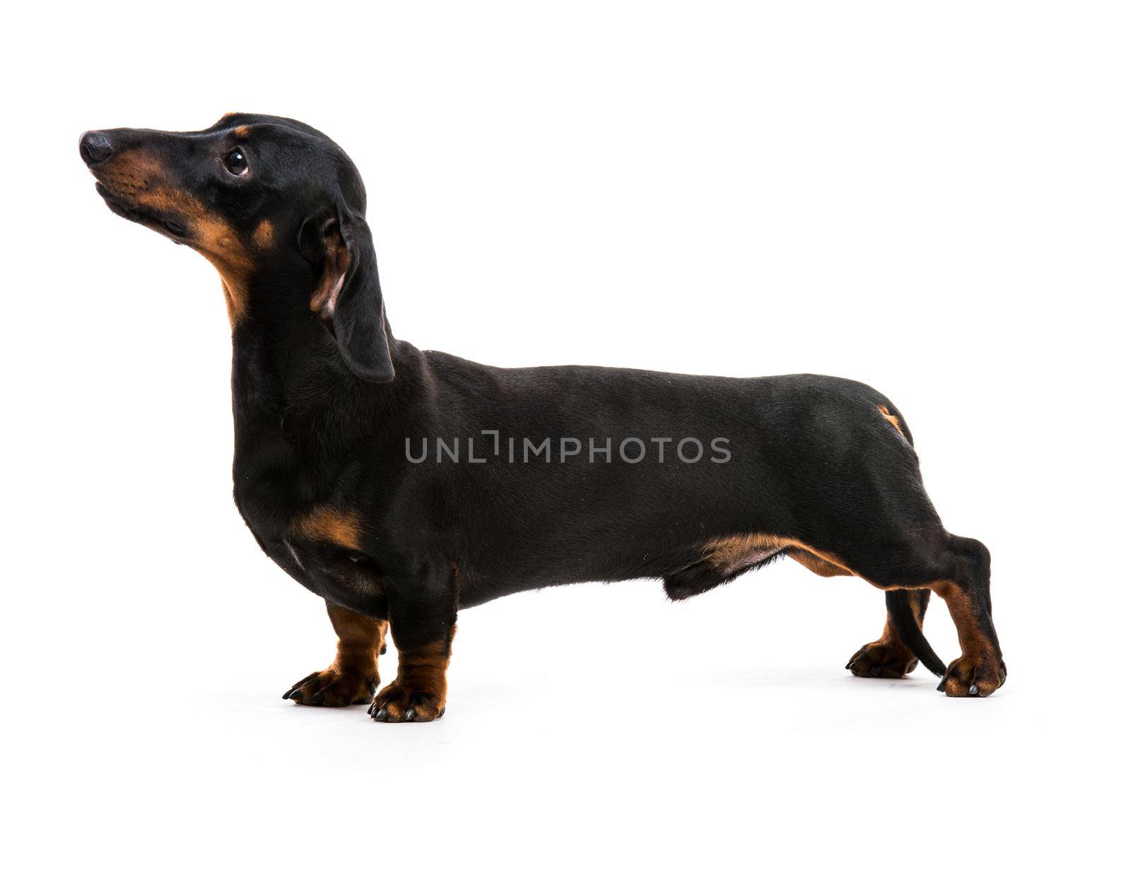 brown short hair puppy dachshund on white