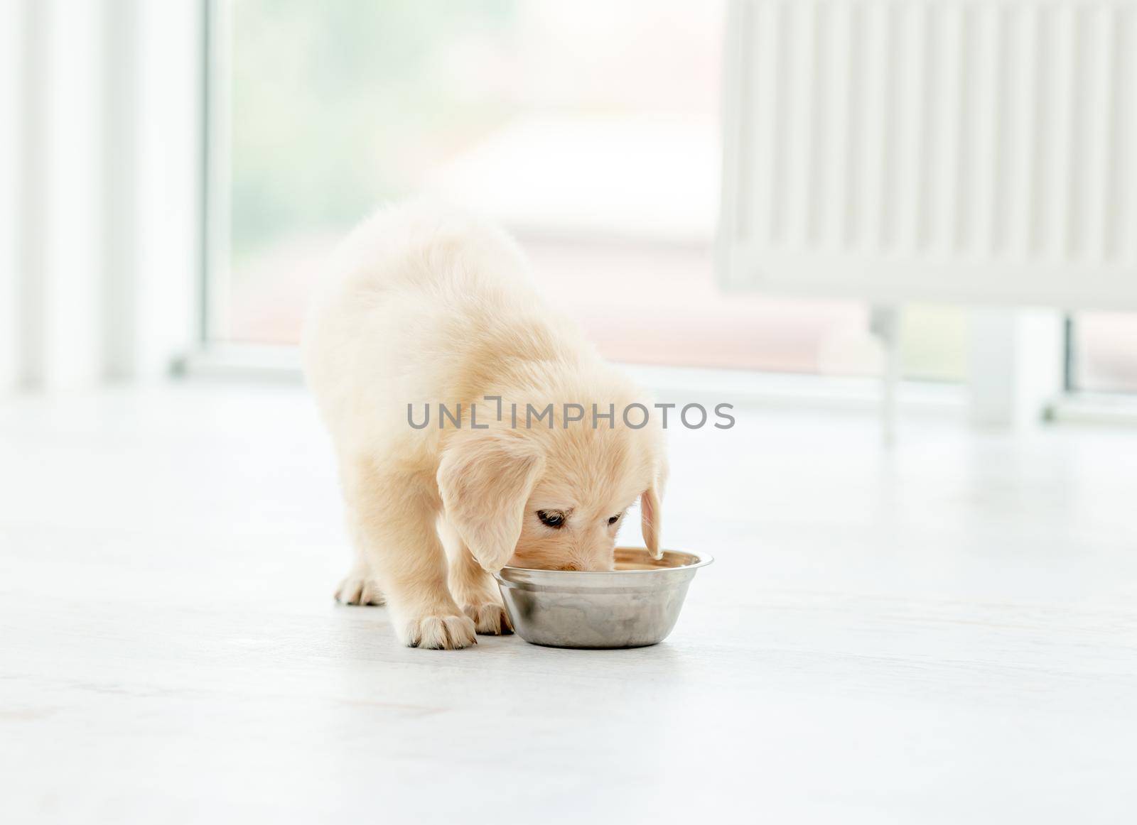 Funny retriever puppy eating from bowl