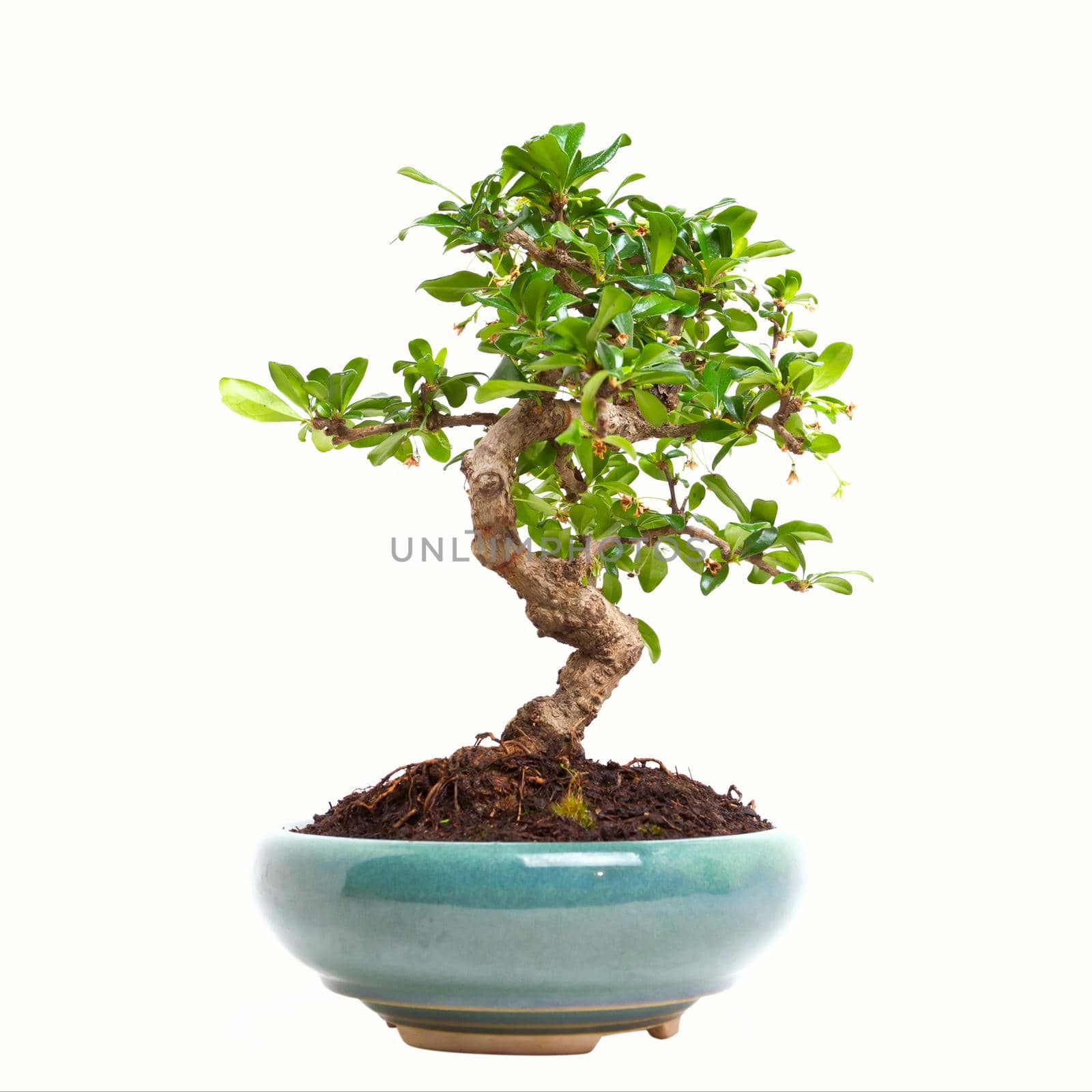 Tree Ligustrum in the ceramic pot on white background