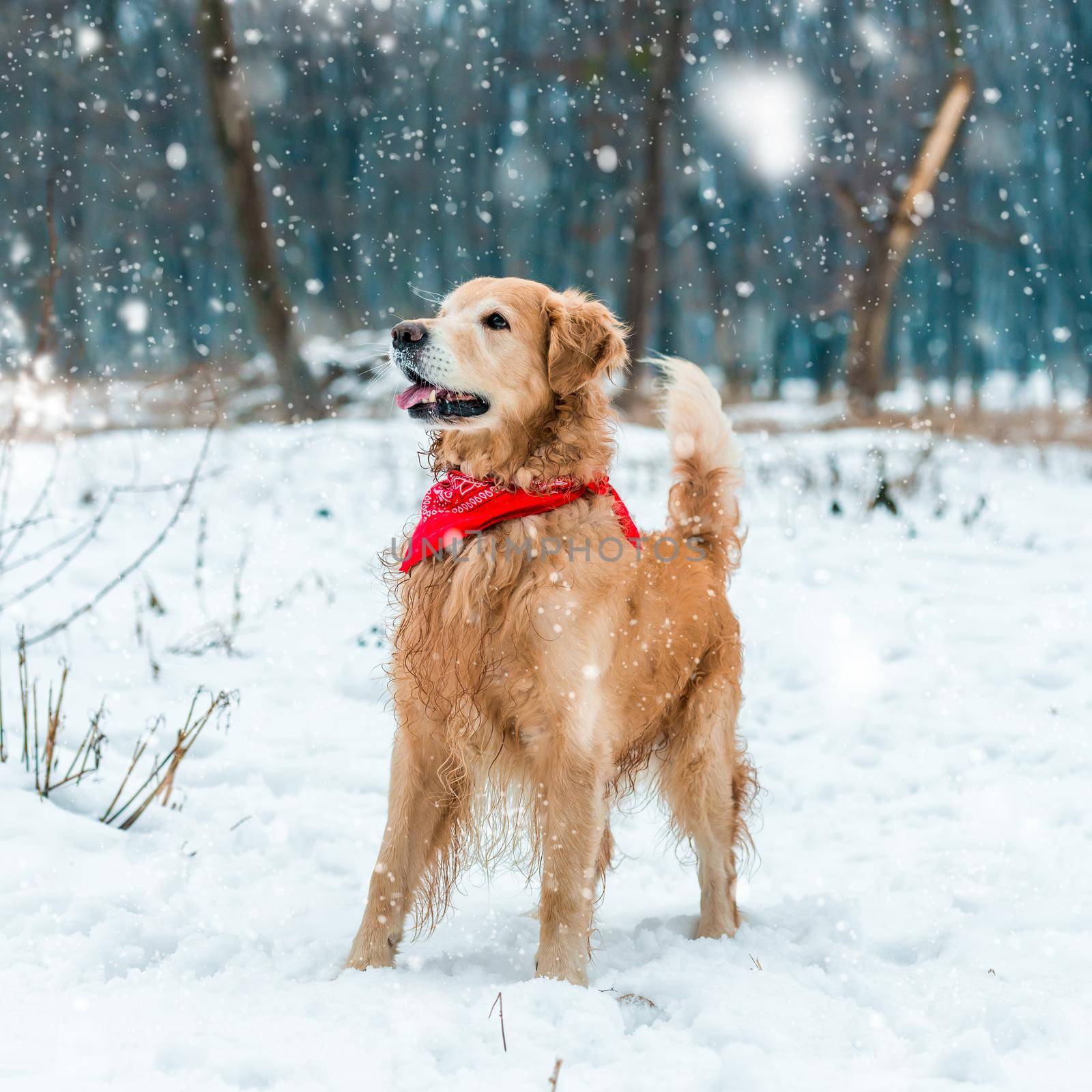 golden retriever walk at the snow in winter park