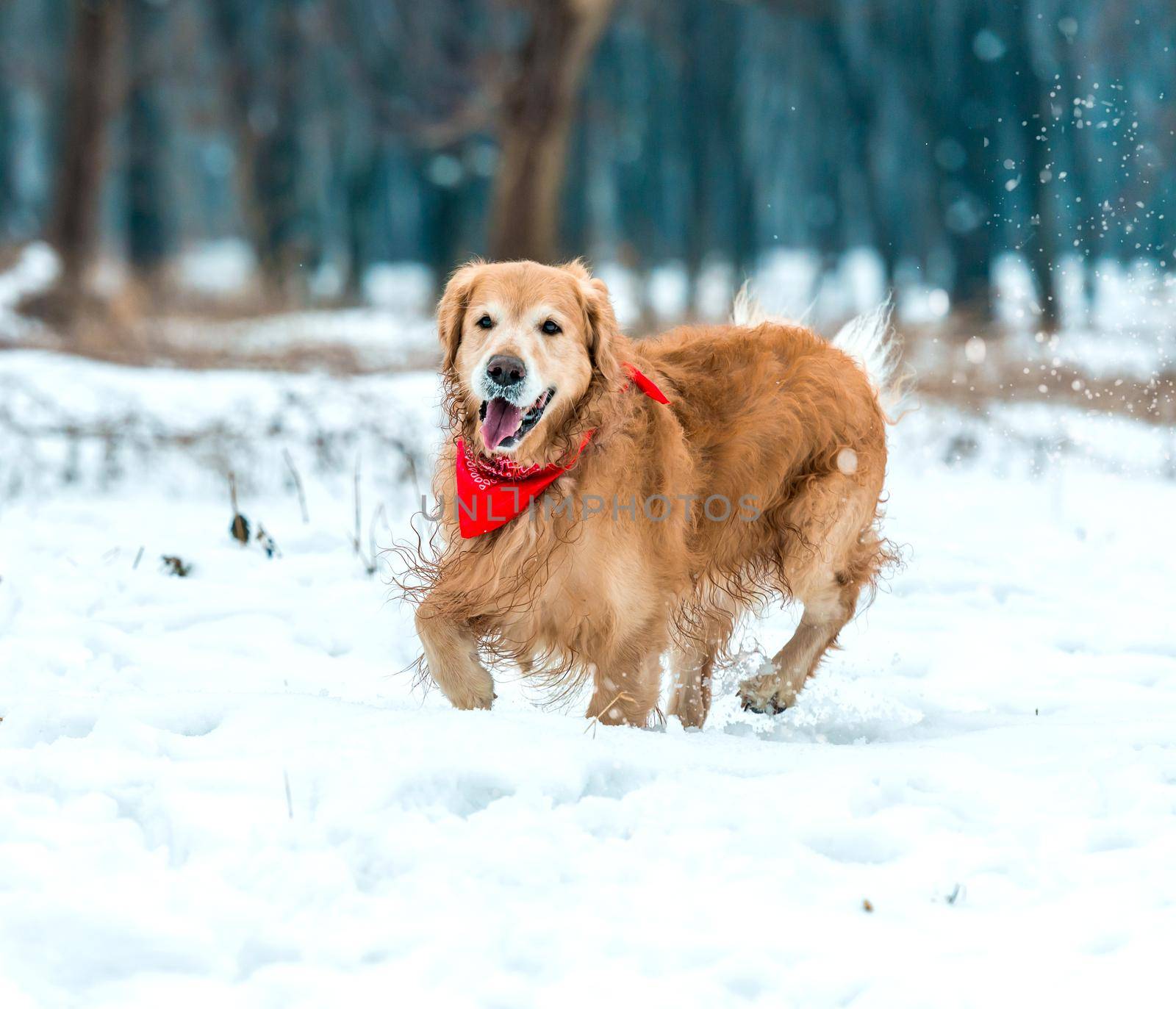friendly active retriever walk at the snow in winter park