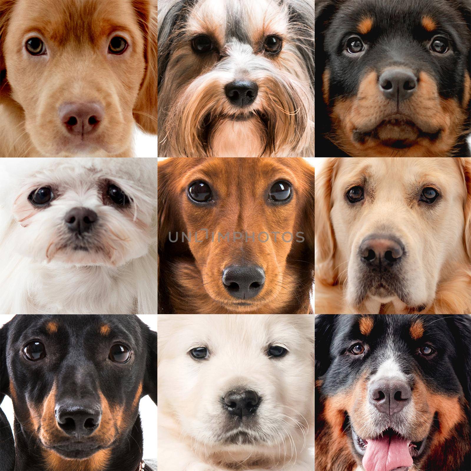 Collage with nine dogs portraits together. Golden retriever bernese scottish setter maltese terrier doggy