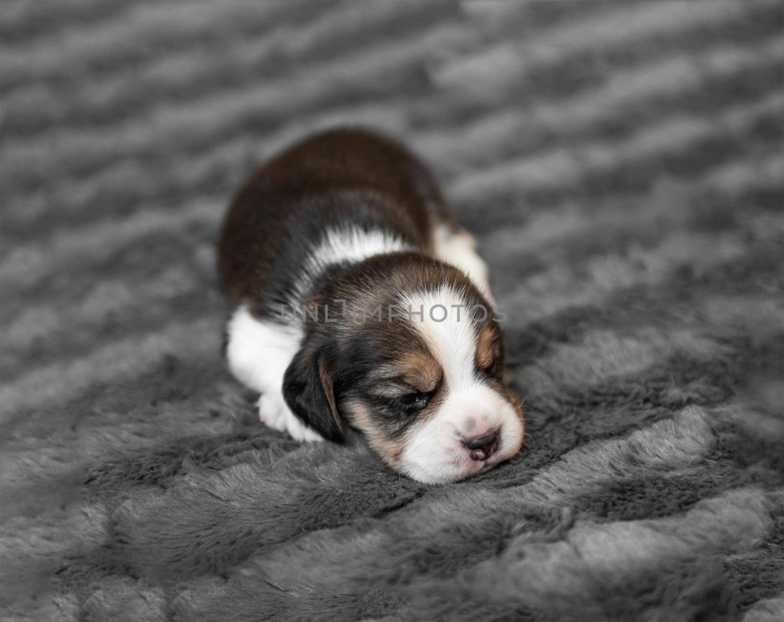 Cute newborn beagle puppy sleeping on grey veil, close-up