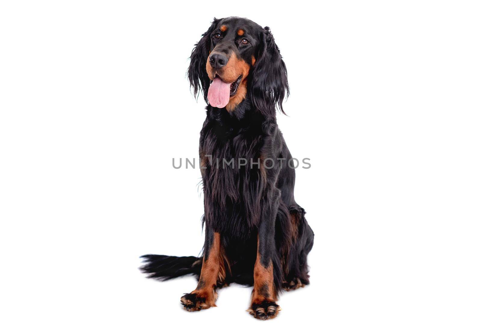 Scottish setter dog with tongue out sitting isolated on white background. Cute doggy portrait