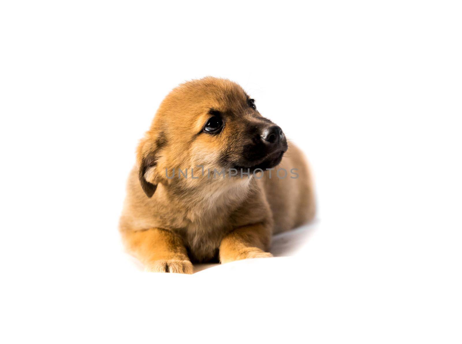Cute small light brown puppy isolated on white background