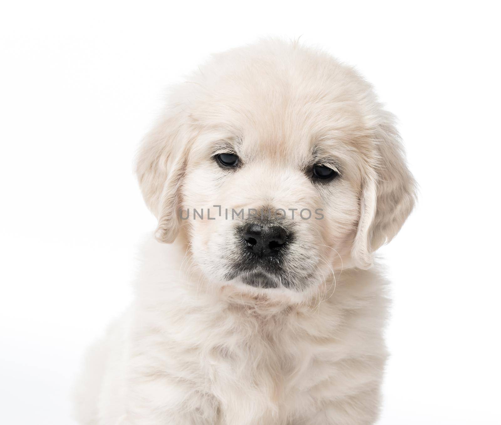 Closeup of cute golden retriever puppy isolated on white background