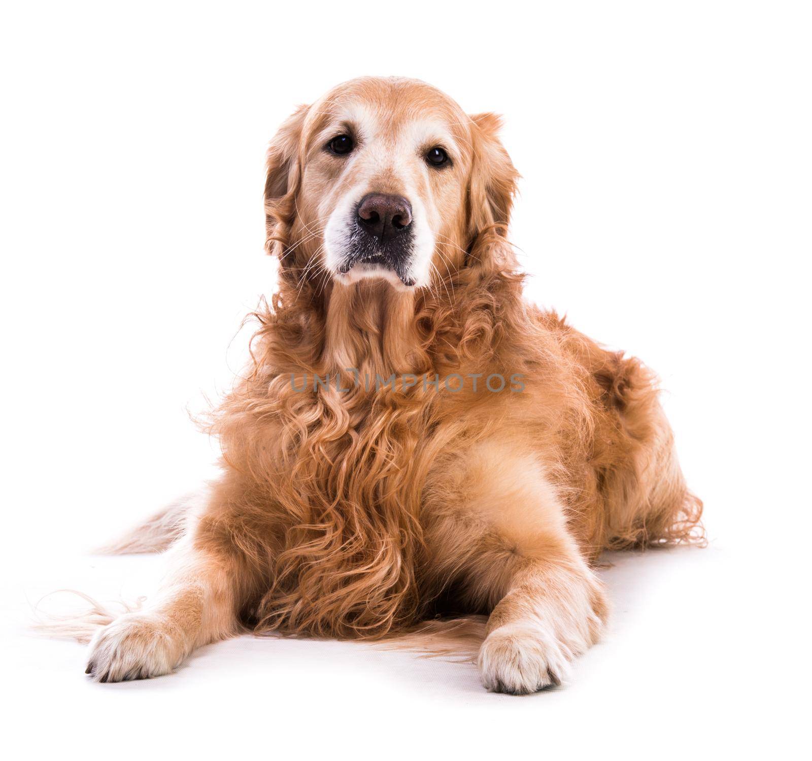 A golden retriever dog laying down over white