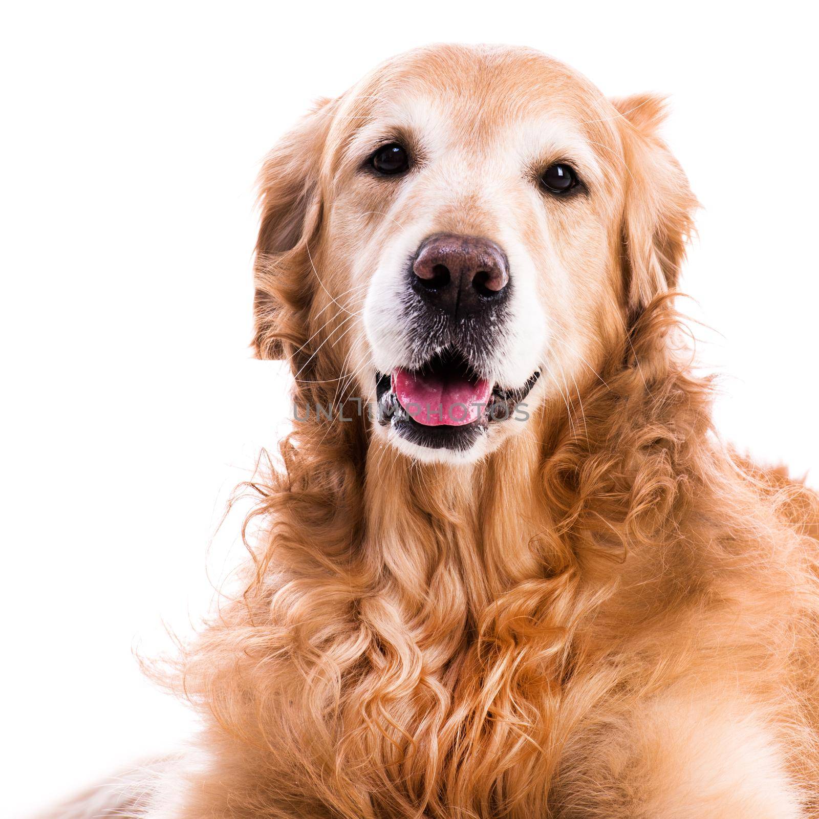 purebred golden retriever dog close-up on white background