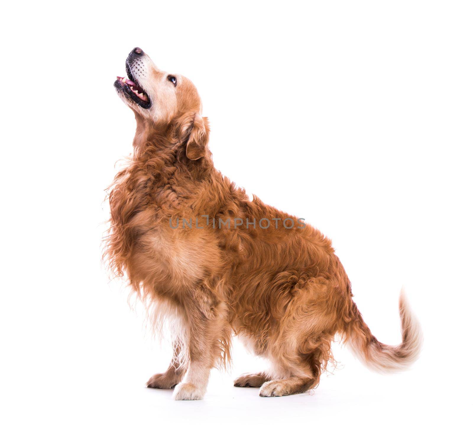 Beautiful dog sitting down - isolated over a white background by tan4ikk1