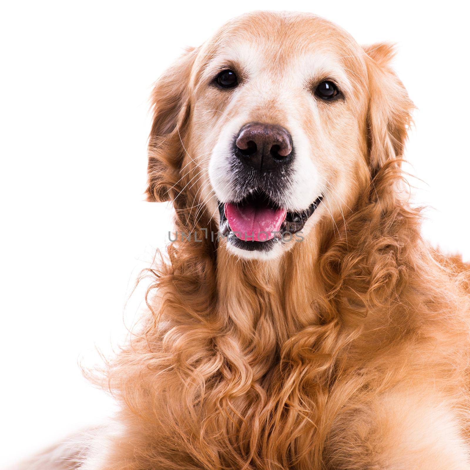 purebred golden retriever dog close-up isolated on white