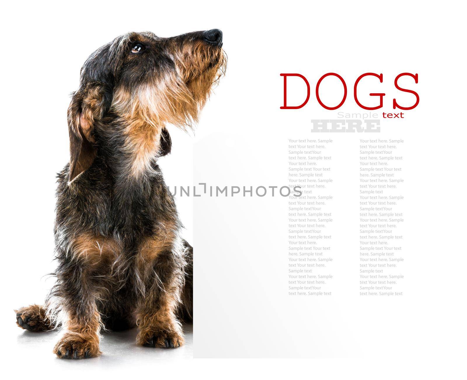 brown short hair dachshund dog by tan4ikk1