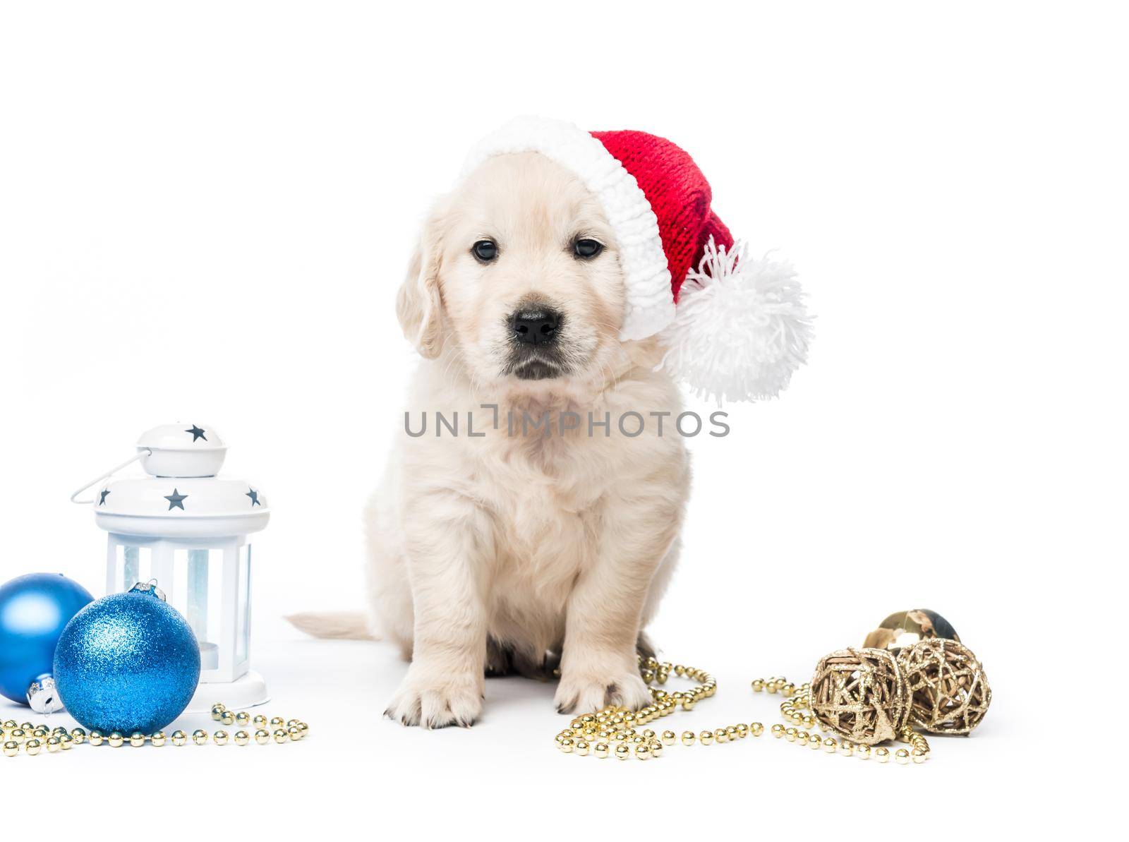Golden retriever puppy with new year hat and decorations isolated on white background