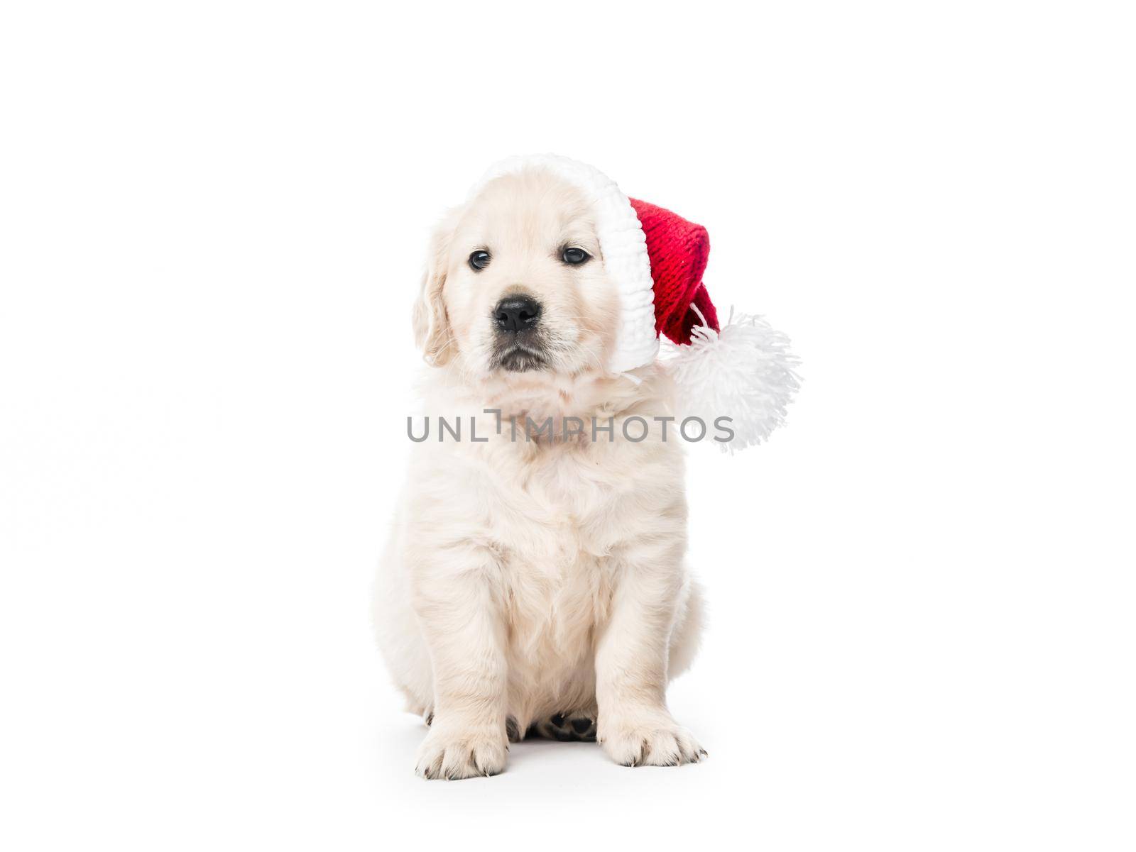 Cute golden retriever puppy with new year Santa hat isolated on white background