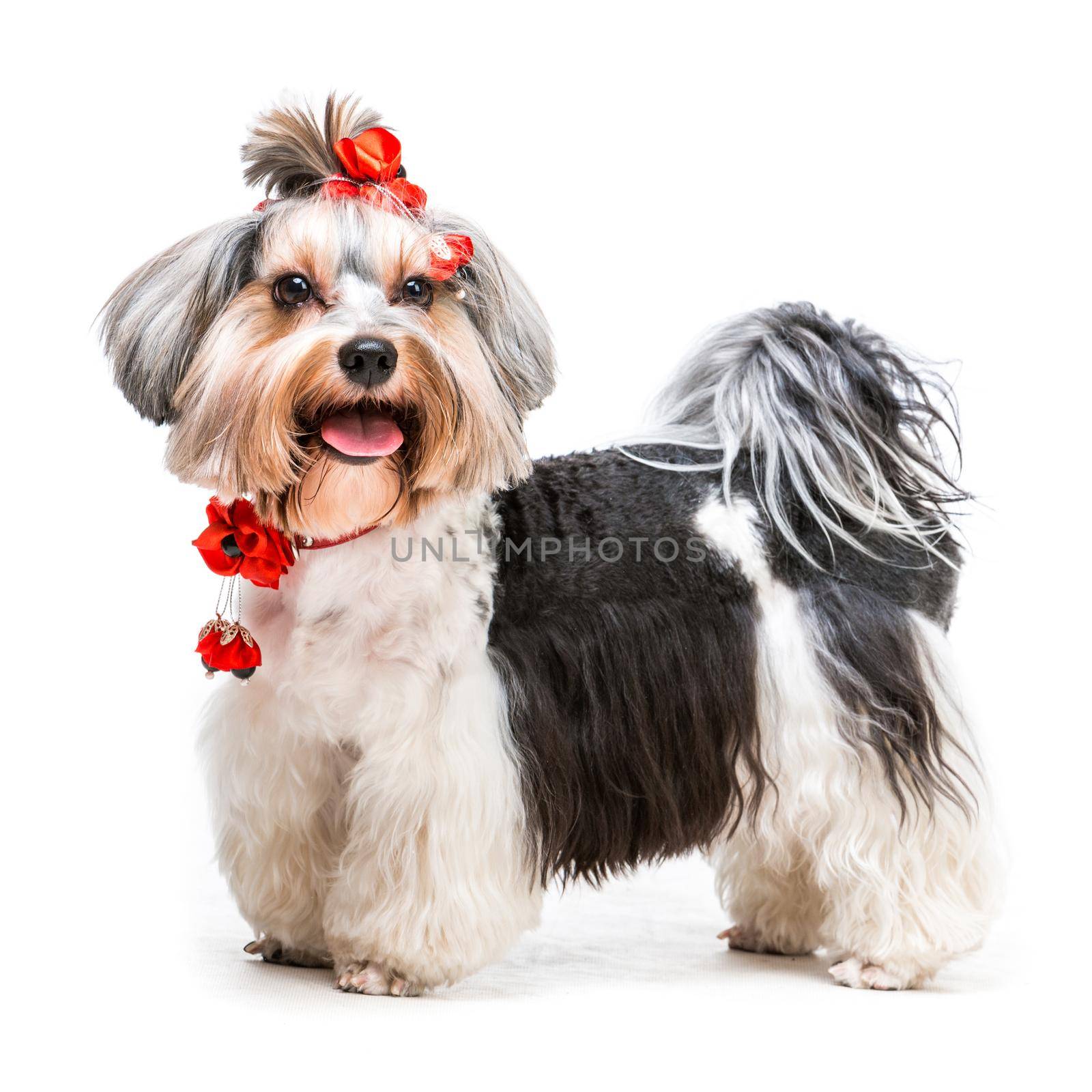 Young lovely male of the Yorkshire Terrier on white background