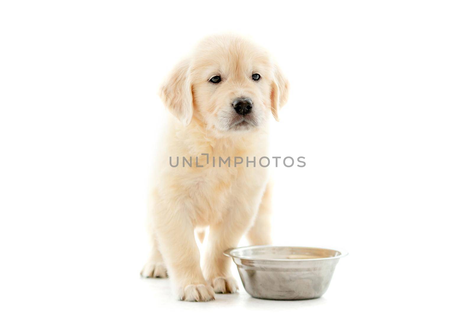 Cute golden retriever puppy sitting near bowl and waiting food isolated on white background