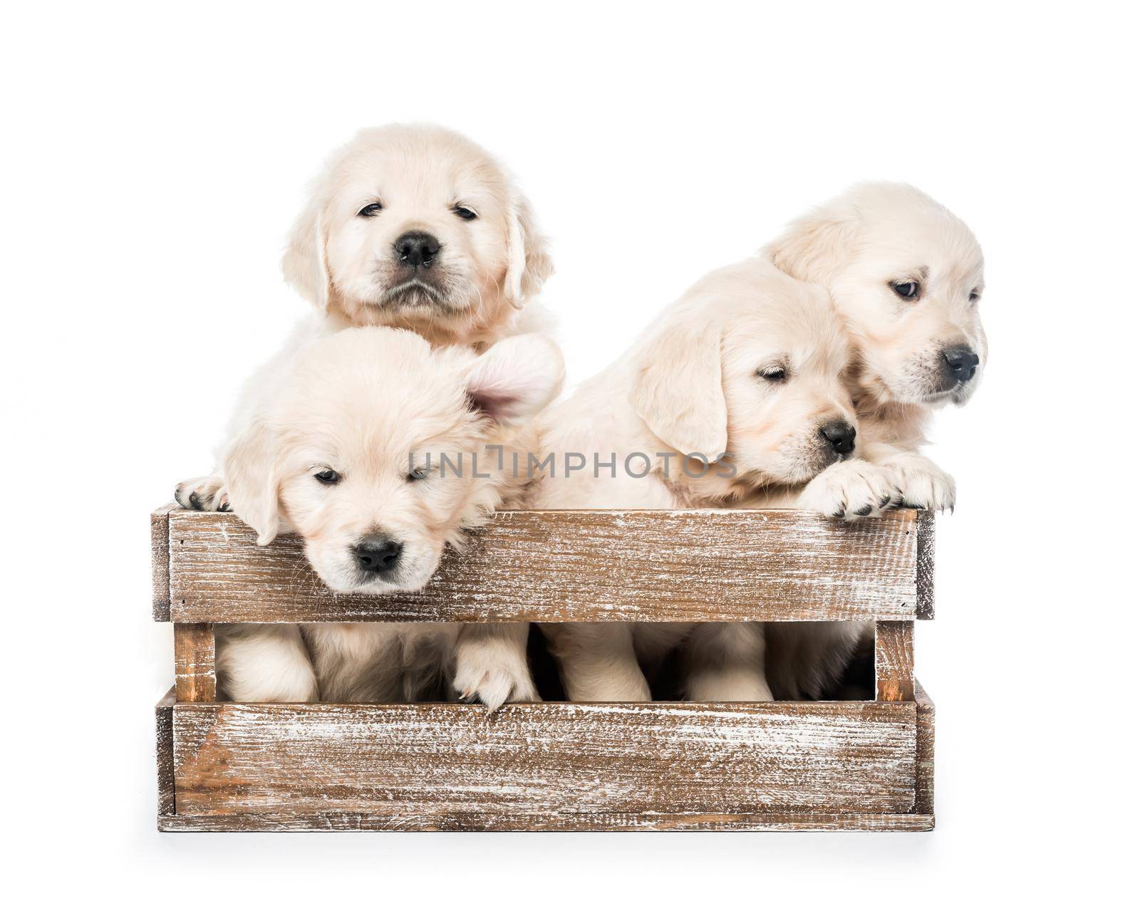 Cute four funny golden retriever puppies in basket isolated on white background