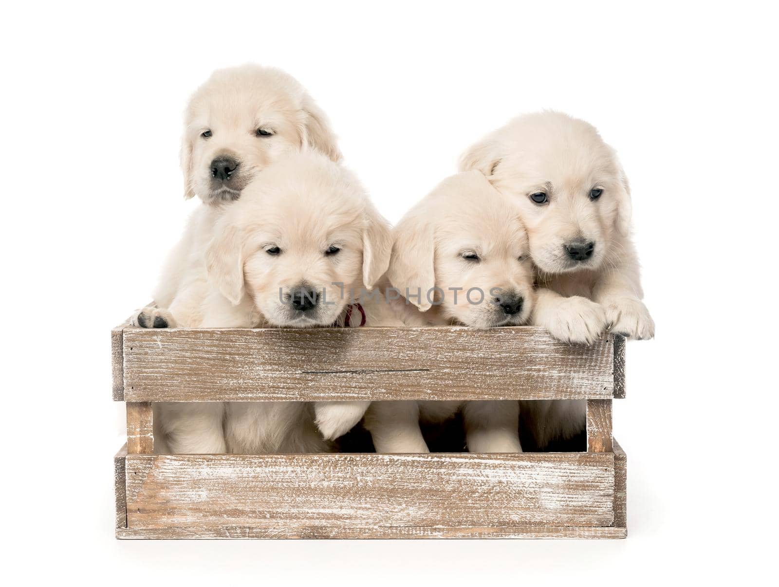 Cute four funny golden retriever puppies in basket isolated on white background