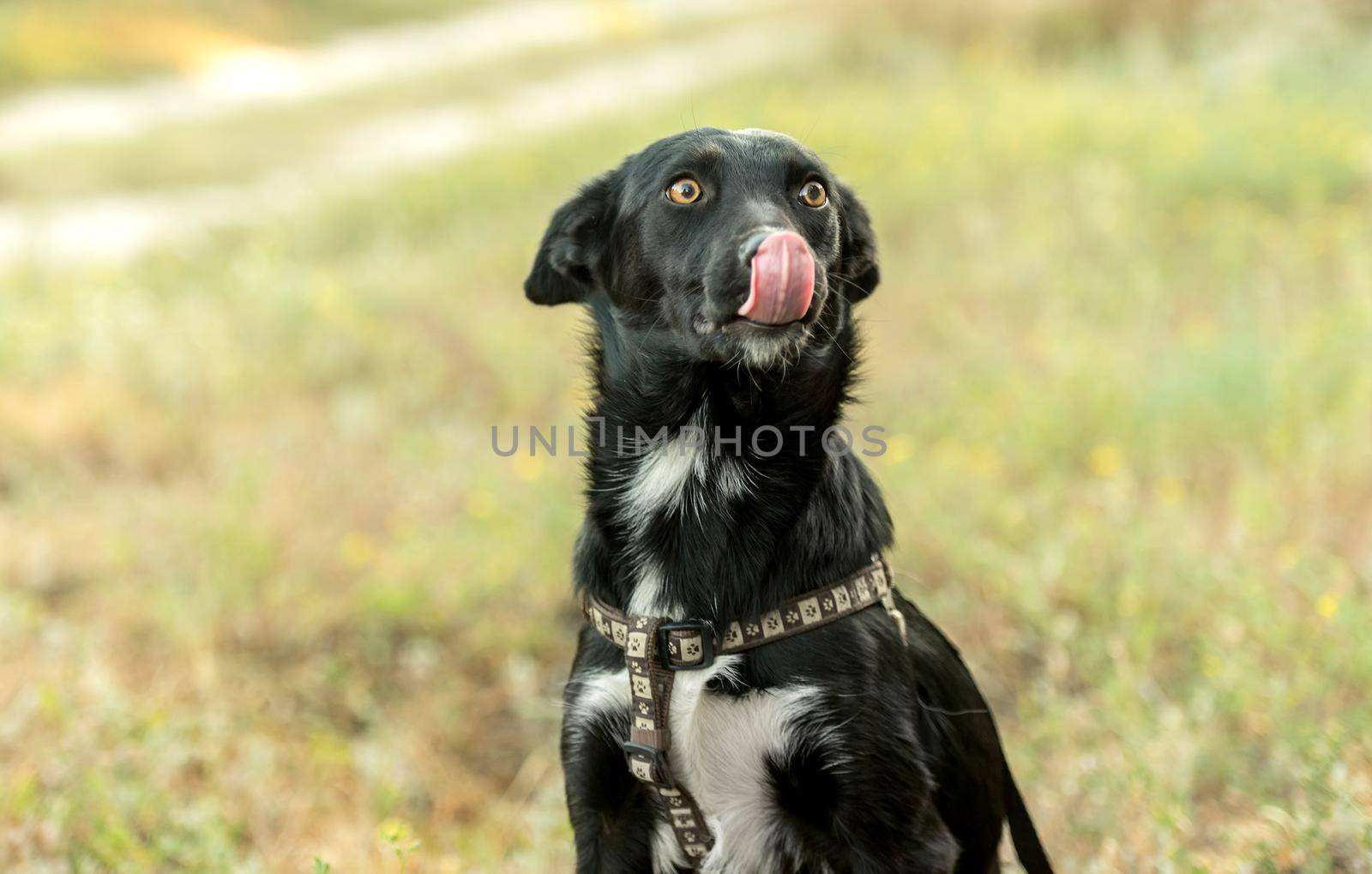 non-pedigree dog on the grass in a summer day