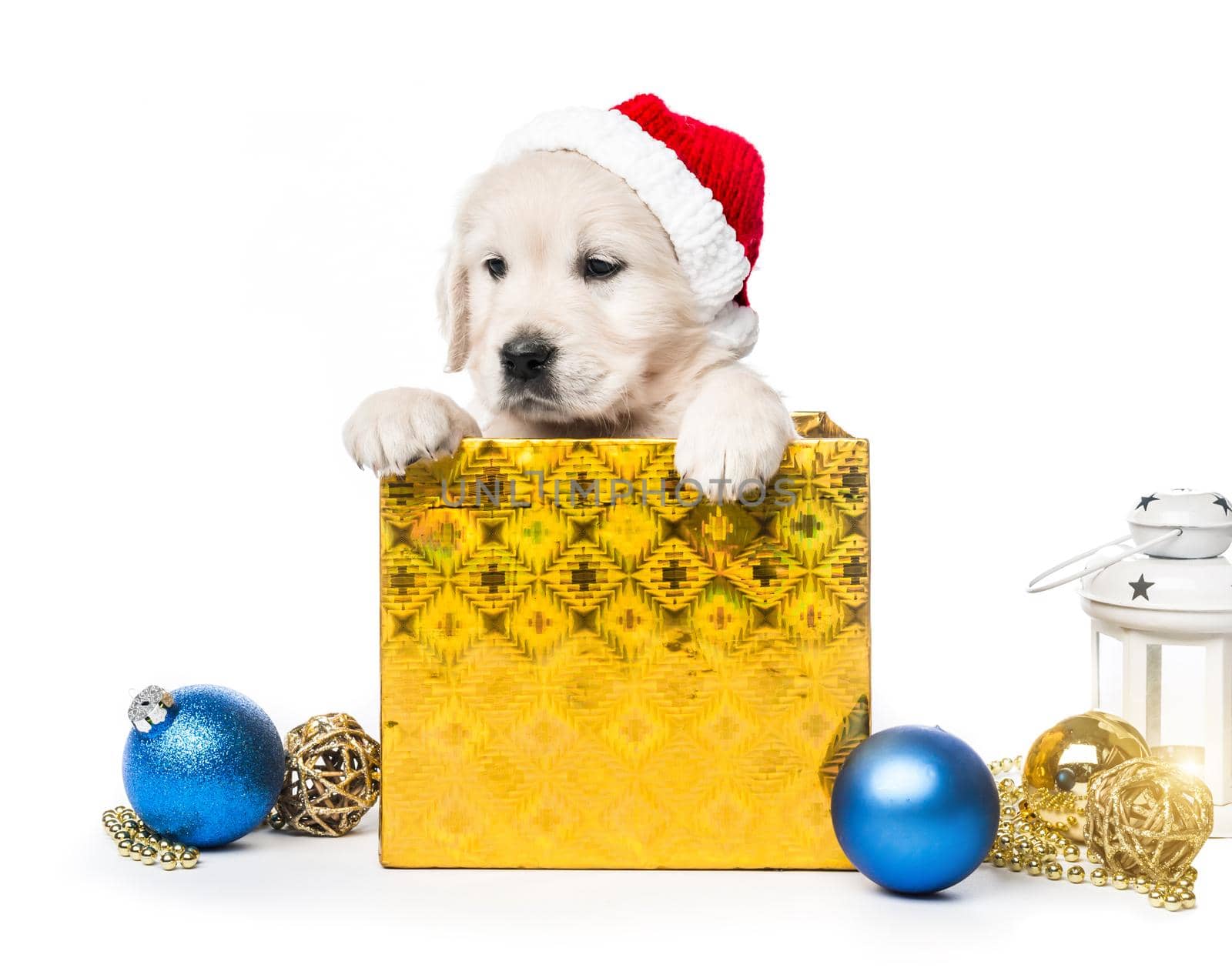 Closeup of golden retriever puppy in gift box with new year Santa hat isolated on white background