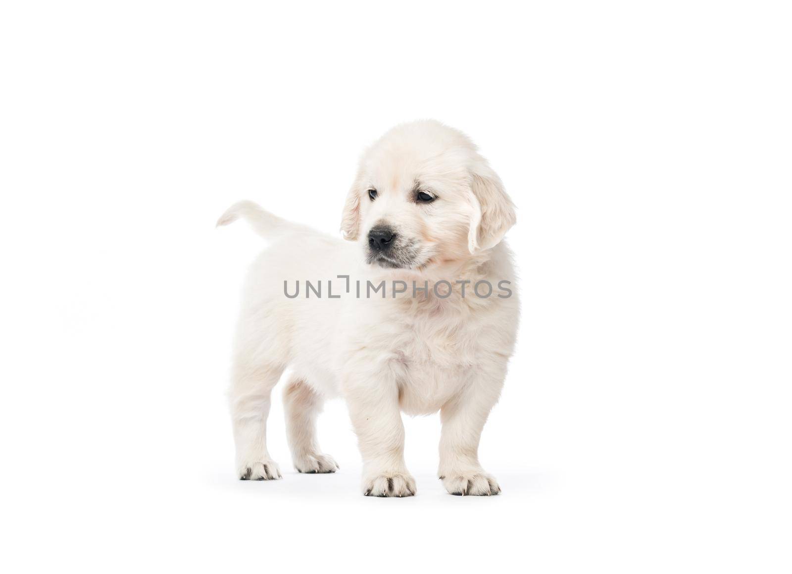 Little golden retriever puppy side view isolated on white background