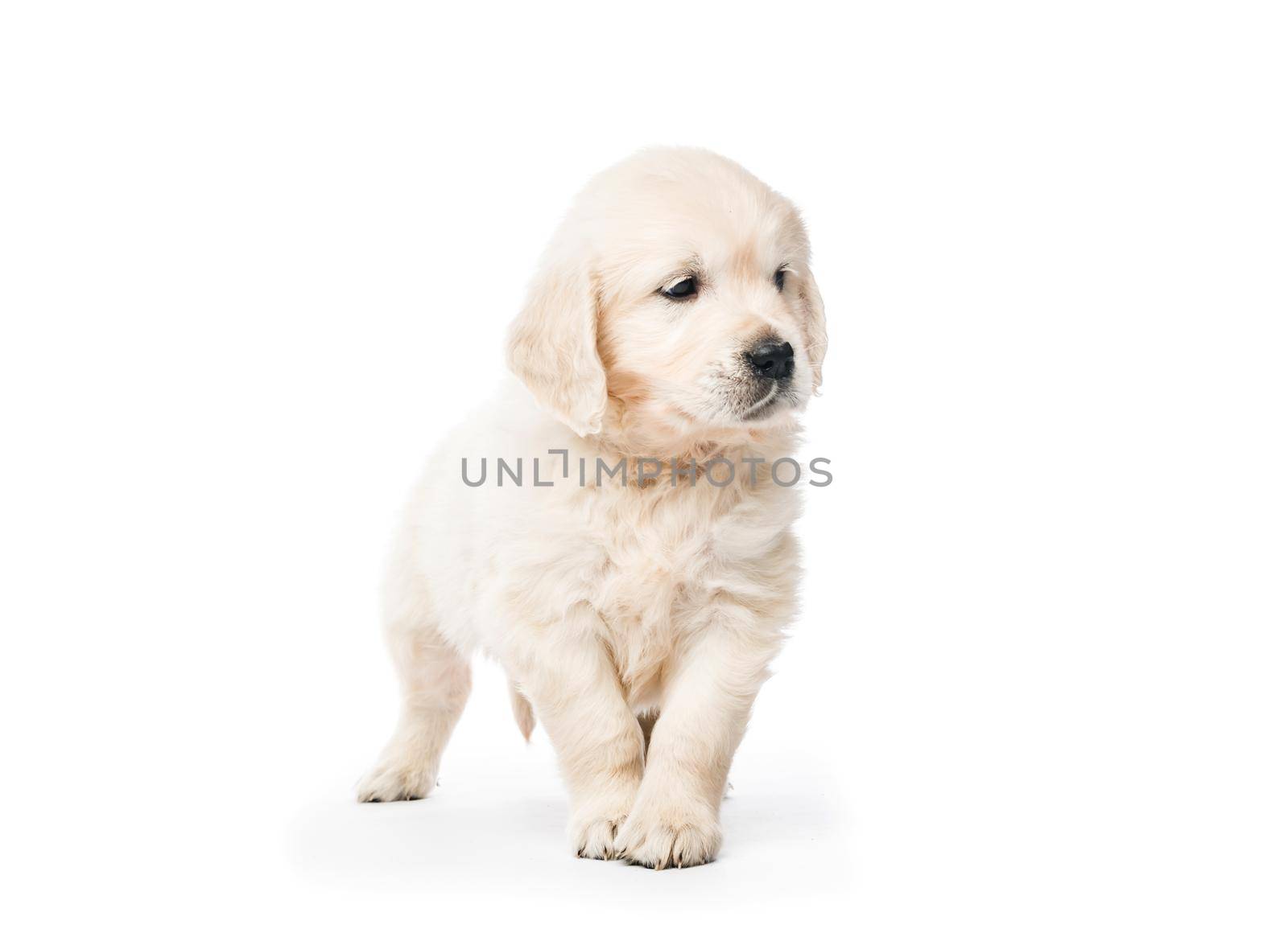 Little golden retriever puppy side view isolated on white background