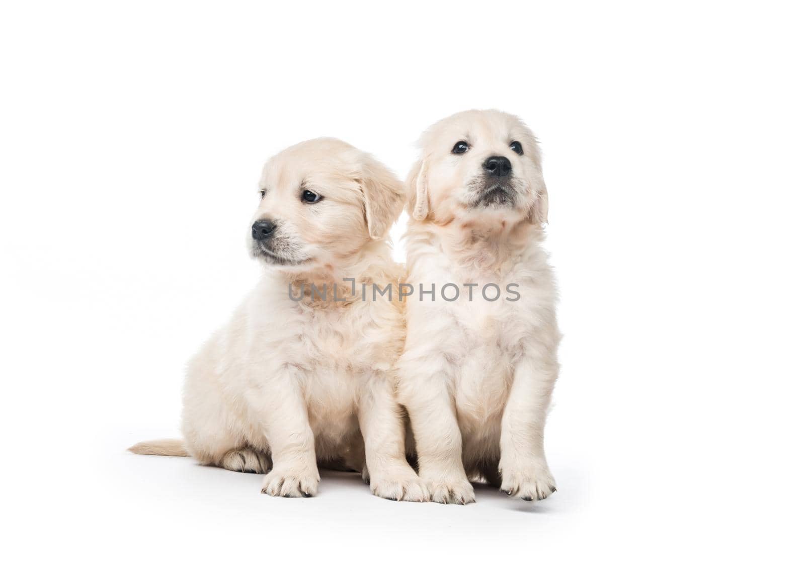 Emotional behaviour of golden retriever puppies sitting isolated on white background