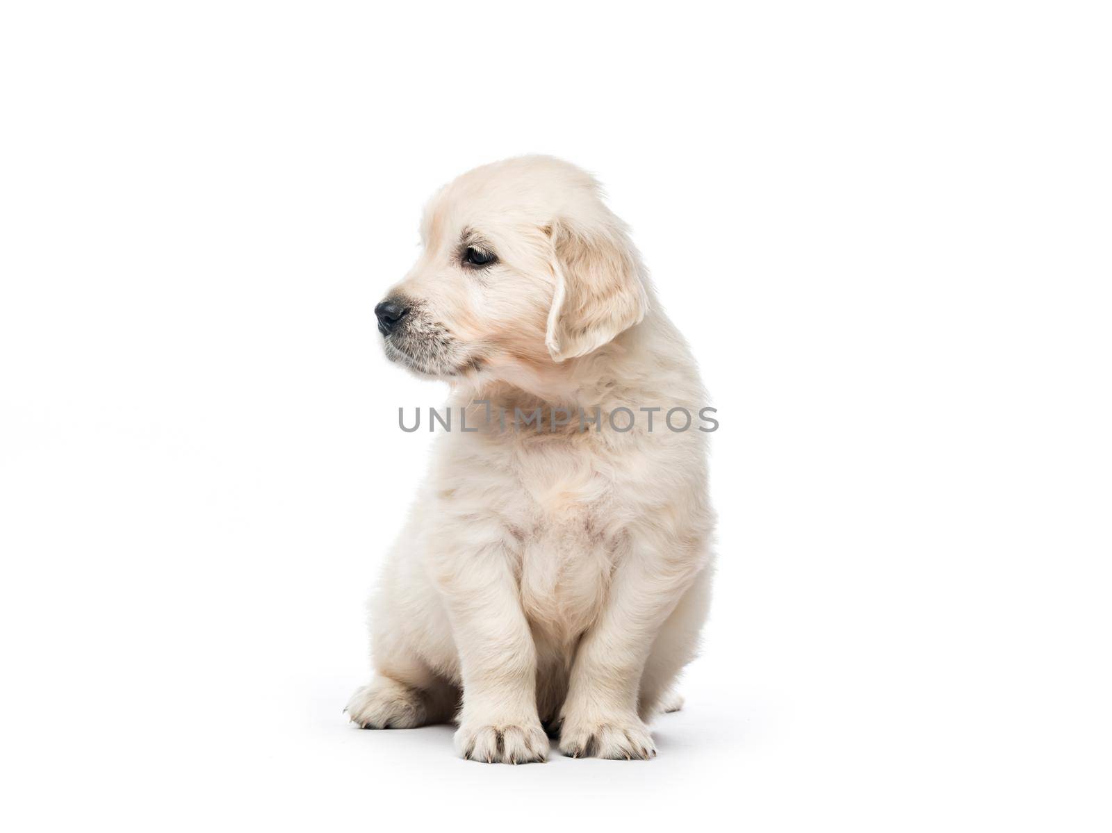 Cute little golden retriever puppy sitting isolated on white background