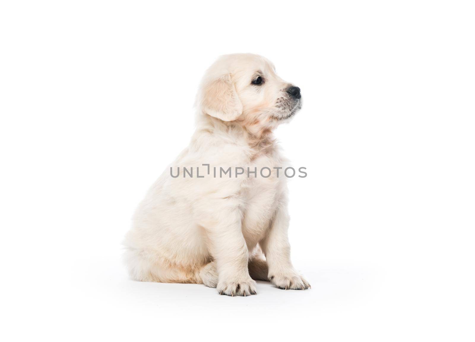 Cute little golden retriever puppy sitting isolated on white background