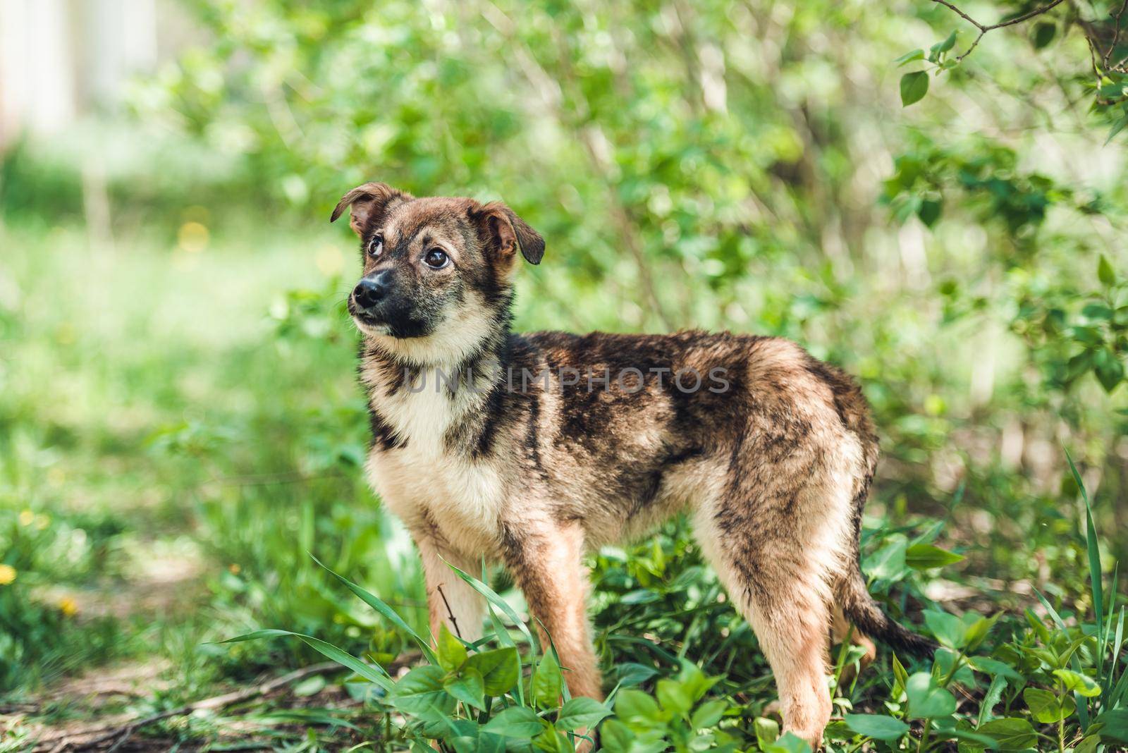 Cute black alert mongrel dog in the grass