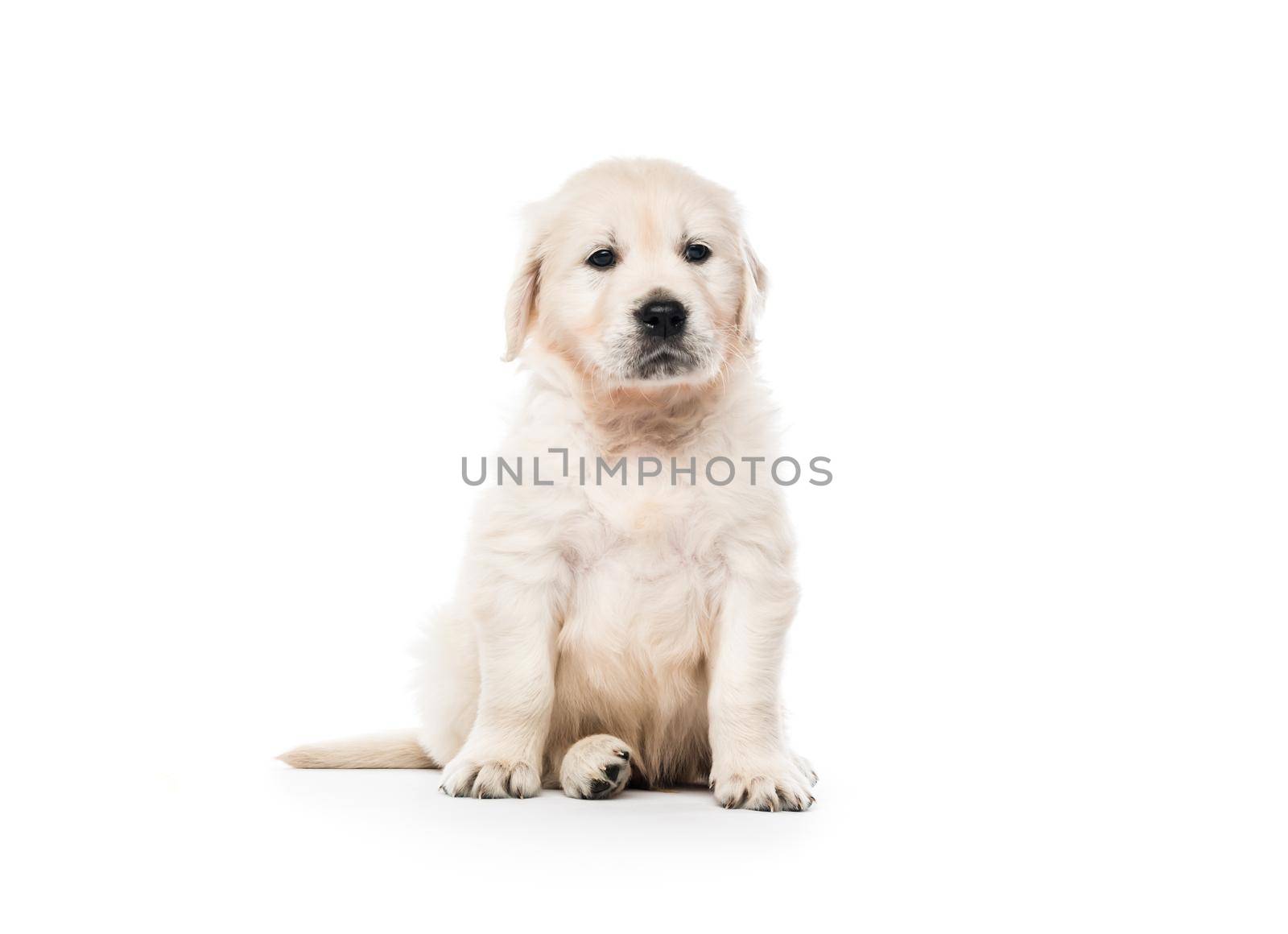 Cute little golden retriever puppy sitting isolated on white background