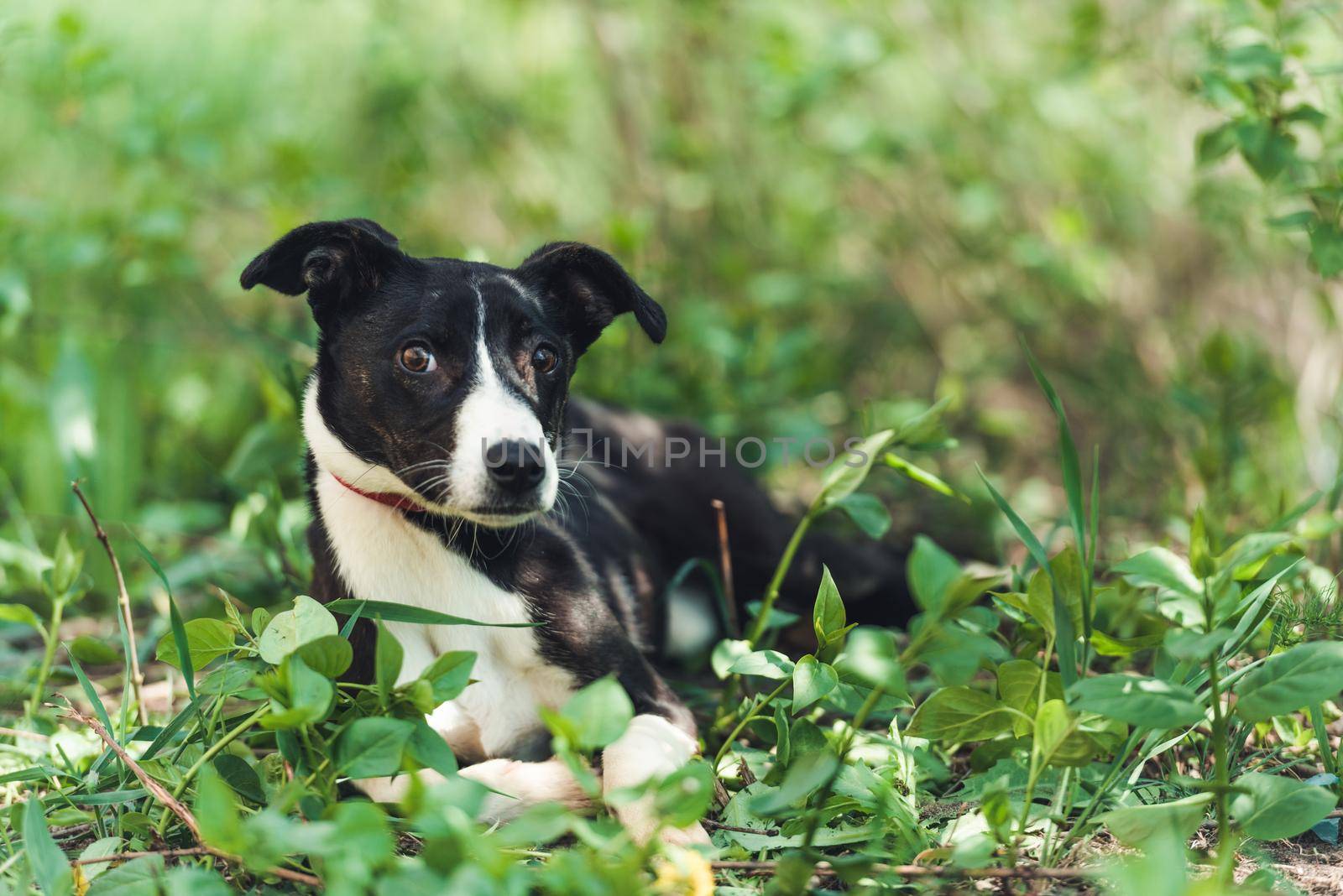 Cute slim doggy is very careful when seeing humans in local garden