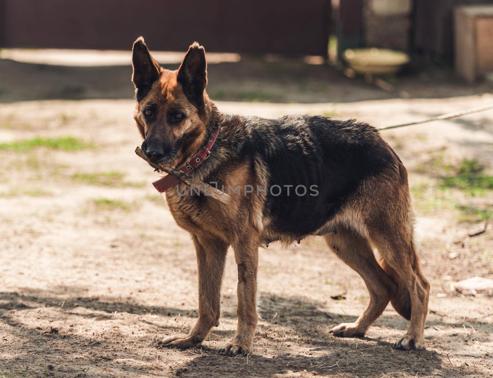 Adorable adult german shepherd with stick in its jaws at house yard