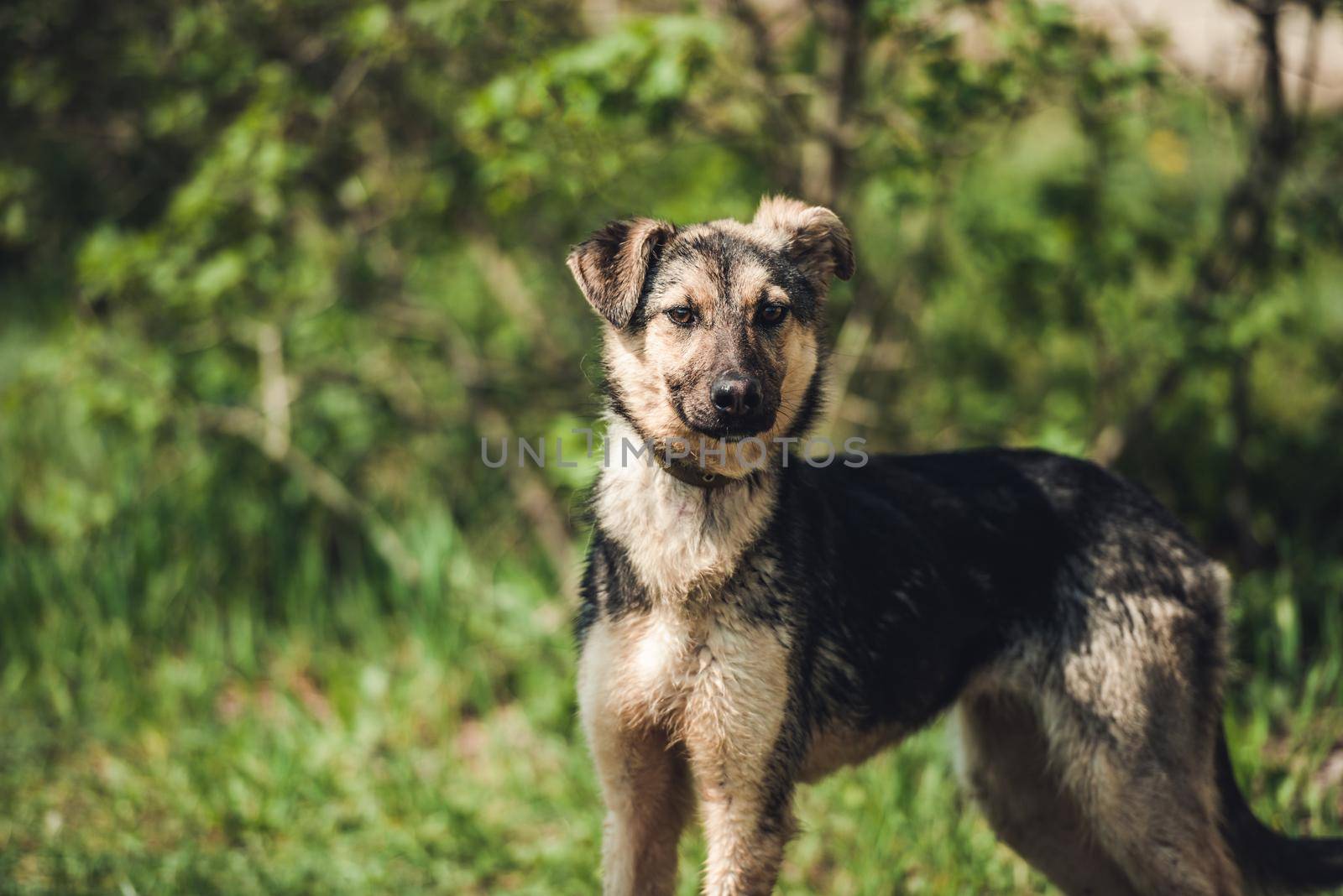 Cute black alert mongrel dog in the grass